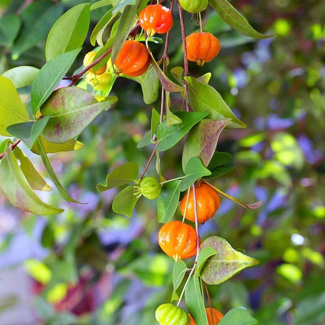 1 Surinam Cherry Plant (Eugenia uniflora) | Bare Root Starter | Tropical Fruit Tree | Edible Hedge