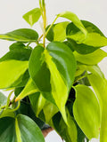 Philodendron Brasil Rooted Cutting – Variegated Heartleaf Houseplant, Indoor Natural Decor, Easy-Care Trailing Vine