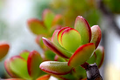 Jade Plant Live Cutting – 2–3 Inches – Crassula ovata Succulent for Propagation, Indoor & Container Gardening