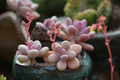 Moonstone Succulent Live Plant in 2-Inch Pot | Pachyphytum oviferum Thick-Leaf Ornamental Indoor Plant