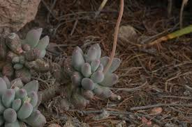 Rare Pachyphytum Moon Silver Succulent – 3-Inch Rooted Live Plant, Silvery Gray Fleshy Leaves, Compact Rosette, Indoor & Outdoor Decor