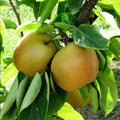 Shinseiki Asian Pear Tree Bare Root 2ft Self-Pollinating Crisp Juicy Fruit Pyrus pyrifolia
