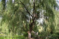 Corkscrew Willow Live Sapling in 1/2 Gallon Pot, Twisted Branches, Ornamental Tree, Salix matsudana 'Tortuosa'