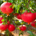 Super Rare Eversweet Pomegranate Cuttings – 3 Fresh Scions for Rooting or Grafting – Nearly Seedless Punica granatum