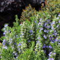 Rosemary Herb Cuttings Rosmarinus officinalis Cold Hardy Drought Tolerant Culinary Herb for Landscaping & Containers