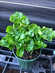 Brazilian Spinach Cuttings – Organic 4–5" Edible Leafy Greens, Alternanthera sissoo, Groundcover or Potted Plant