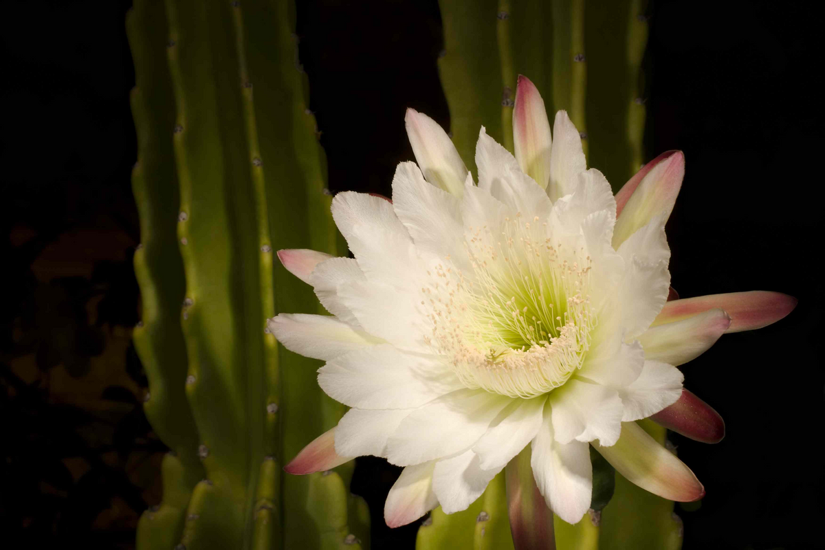 Queen of the Night Cactus Cutting Epiphyllum oxypetalum Fragrant Night Bloom Houseplant