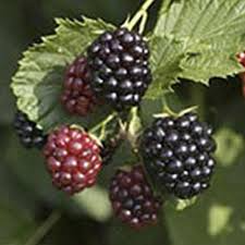 Triple Crown Blackberry Cuttings 8-10" Heirloom Grafting Scion Rubus fruticosus