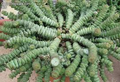 Crassula Marnieriana Baby Necklace Variegated Succulent Cuttings – 6 Live 2-3 Inch Propagation Succulents