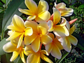 Yellow Plumeria Cutting - Fragrant Lei Flower, Tropical Plant, Fast Rooting, Zones 9-11, Container or Garden, Grower's Guide Included