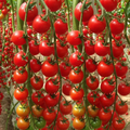 200 Seeds Waterfall Tomato - Heirloom Non-GMO High-Yield Cherry Tomato Seeds for Gardens & Containers