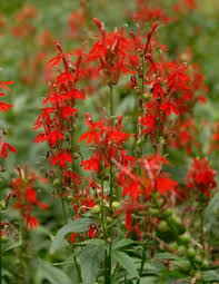 600 Red Wildflower Seeds - Tall Lobelia Cardinalis (Lobelia cardinalis) - Perennial, Vibrant Red Flowers, Pollinator-Friendly, Garden & Landscape Seeds