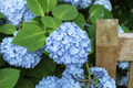 Hydrangea Macrophylla Cuttings - 10 Live Stem Cuttings with Deep Blue Flowers for Propagation, Zone 5-9