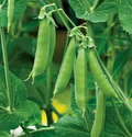100 Sugar Daddy Snow Pea Seeds, Stringless Edible Pods, Cool-Season Vegetable, Pisum sativum, Garden & Container Growing