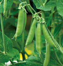 100 Sugar Daddy Snow Pea Seeds, Stringless Edible Pods, Cool-Season Vegetable, Pisum sativum, Garden & Container Growing
