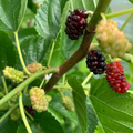 Illinois Everbearing Mulberry Cuttings - 6-10" Morus spp. Fruit Tree Propagation for USDA Zones 4-9
