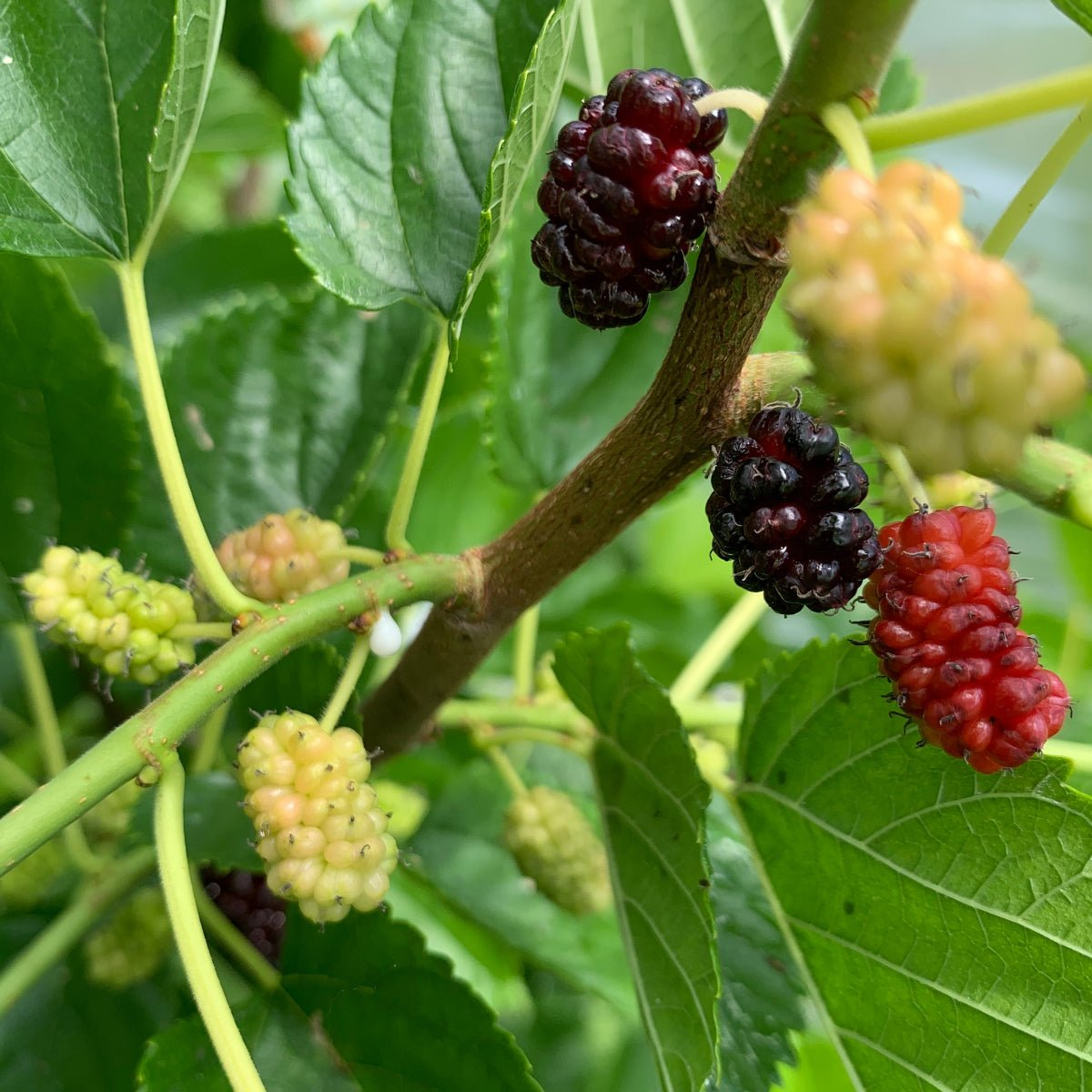 Illinois Everbearing Mulberry Cuttings - 6-10" Morus spp. Fruit Tree Propagation for USDA Zones 4-9