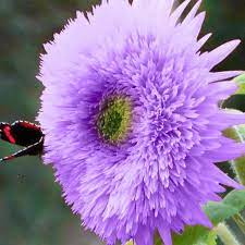 Purple Teddy Bear Sunflower Seeds - Fluffy Deep Purple Blooms - Pollinator Friendly - Helianthus annuus - Easy to Grow