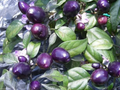 Purple Pepper Seeds – 100+ Non-GMO Ornamental Edible Capsicum Annuum for Container & Garden Planting