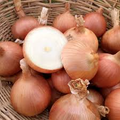 250 mg Sweet Spanish Onion Seeds Allium cepa Colorado #6 Heirloom Vegetable Seeds for Gardening & Harvest