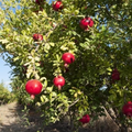 Salavatski Russian Pomegranate Tree Cuttings – 3 Unrooted 10-Inch Punica granatum, Cold-Hardy, Fruitful, Full Sun, Easy Propagation