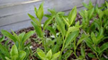 Longevity Spinach Gynura Procumbens Unrooted Cuttings – Edible Tropical Superfood, Easy to Grow, 4-inch Propagation Plants