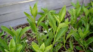 Longevity Spinach Gynura Procumbens Unrooted Cuttings – Edible Tropical Superfood, Easy to Grow, 4-inch Propagation Plants