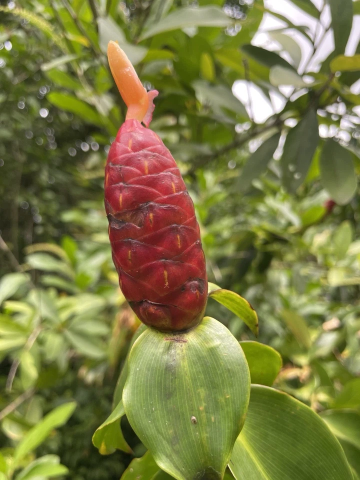 Costus Woodsonii Cuttings 12 Pcs Hawaiian-Grown Red Cone Ginger Organic Shampoo Plant Fast Rooting Tropical Garden