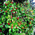 Organic Tropical Strawberry Guava Seeds – Pink Fruit Tree, Psidium Cattleianum, Exotic Fruit, Fast-Growing, Edible, Heirloom