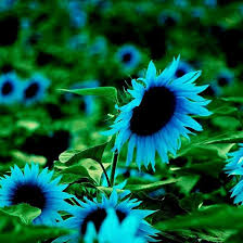 50 Midnight Oil Blue Sunflower Seeds - Rare Hybrid Helianthus annuus - Stunning Blue Flowers, Easy to Grow, Heirloom, Pollinator-Friendly