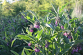 10 Russian Comfrey Unrooted Cuttings Bocking 14 Symphytum uplandicum Herb Organic Fertilizer