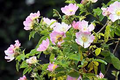 Eglantine Rose Cuttings Rosa eglanteria Fragrant Leaves Edible Hips & Flowers English Garden Plant