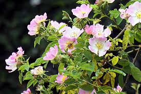 Eglantine Rose Cuttings Rosa eglanteria Fragrant Leaves Edible Hips & Flowers English Garden Plant