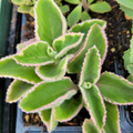 Cuban Oregano Cuttings - 6 Unrooted Plectranthus amboinicus Edible Herb for USDA Zones 9-11