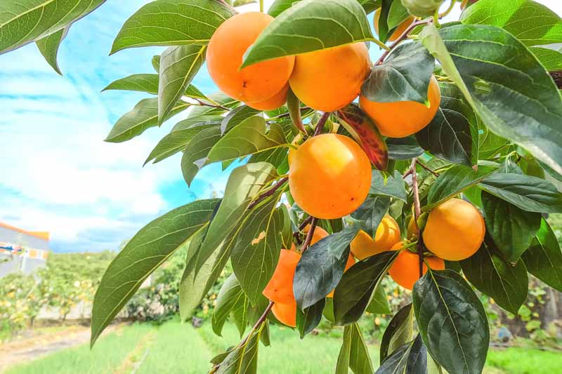 Persimmon Tree Cuttings - 3 Diospyros kaki Live Grafting Propagation for USDA Zones 6-11