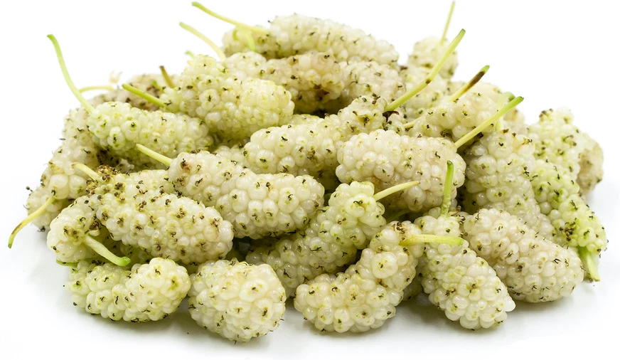 Pakistan White Mulberry Cuttings - Morus alba - 6-8" Grafting/Rooting for Zones 5-9, Fruit Tree, Edible Landscape, Fast Growing
