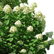 Bare Root Pee Gee Hydrangea Shrubs - Hydrangea paniculata 'Grandiflora' White to Pink Blooms, Zone 3-8, Dried Flowers