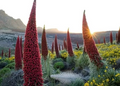 Tower of Jewels Live Plant - 3" Pot, Echium wildpretii, Rare Biennial, Drought Tolerant, Salmon-Red Flowers, Canary Islands Native