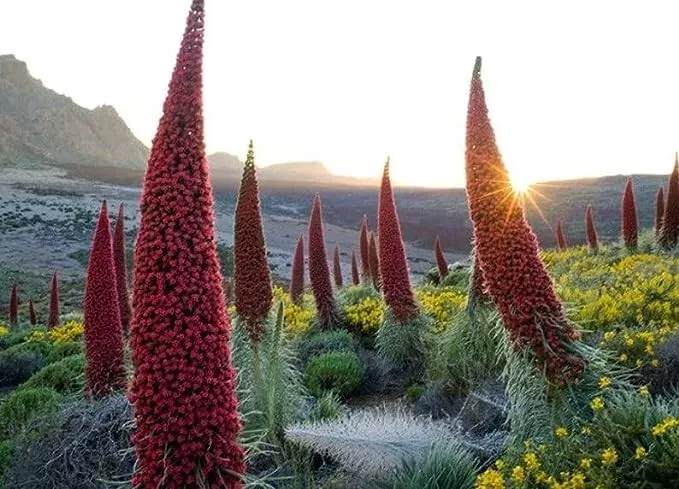 Tower of Jewels Live Plant - 3" Pot, Echium wildpretii, Rare Biennial, Drought Tolerant, Salmon-Red Flowers, Canary Islands Native