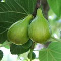 6 pcs Fig Lattarula Italian Honey Fruit Tree Unrooted Cuttings - Ficus carica, Sweet Greenish-Yellow Figs
