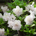 Deciduous Azalea Starter Plant with Double White Blooms - Rhododendron Hardy Gardenia, Acid-Loving, Shade Garden Shrub