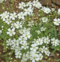 Baby’s Breath Seeds | Gypsophila elegans | White Flowers for Bouquets, Borders & Pollinator Gardens | Non-GMO Annual Seeds