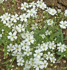 Baby’s Breath Seeds | Gypsophila elegans | White Flowers for Bouquets, Borders & Pollinator Gardens | Non-GMO Annual Seeds