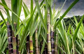 Rooted Sugarcane Plant 8-Inch Saccharum officinarum, Juicy Sweet Cutting for Garden or Container Cultivation