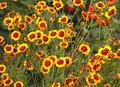 Plains Coreopsis Wildflower Seeds - Coreopsis tinctoria Vibrant Yellow & Red Blooms for Pollinator Gardens