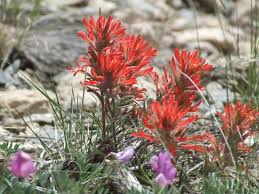 300 Seeds Castilleja angustifolia v. dubia Northwestern Indian Paintbrush Wildflower Native North America