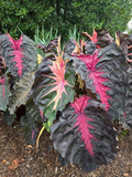 Redemption Colocasia Escluenta Elephant Ear Starter Plant 4-8 Inch Rooted Tropical Foliage Plant
