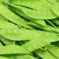 40 Seeds Snow Dwarf Sugar Grey Peas | Heirloom Pisum sativum for Gardening, Planting & Fresh Harvests