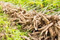 Yucca Cassava Cuttings 5-8 Inch Stem Clippings with Rooting Hormone, Edible Root Vegetable, Tropical Perennial Plant, Zone 8-11