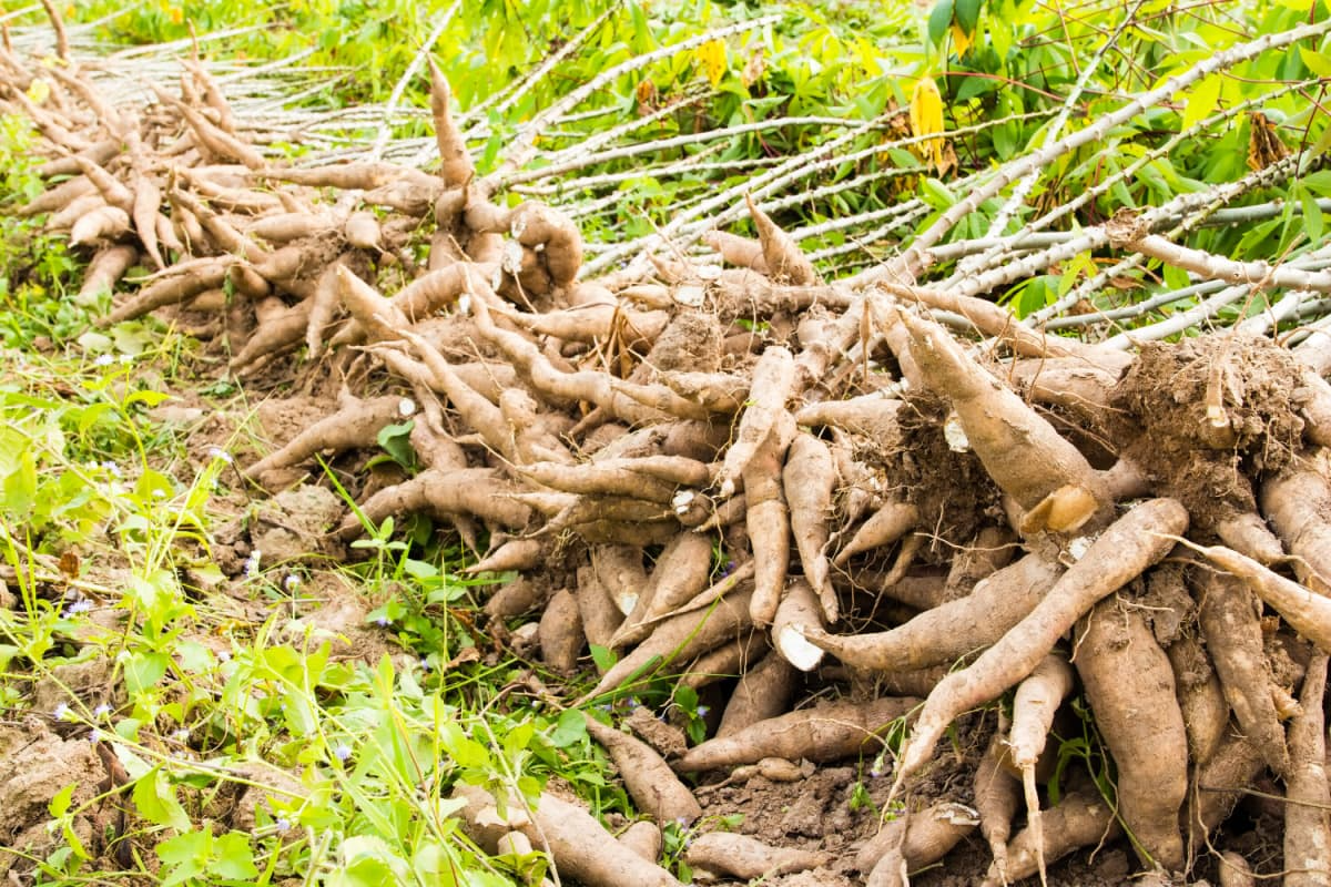 Yucca Cassava Cuttings 5-8 Inch Stem Clippings with Rooting Hormone, Edible Root Vegetable, Tropical Perennial Plant, Zone 8-11